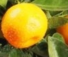 Mandarine