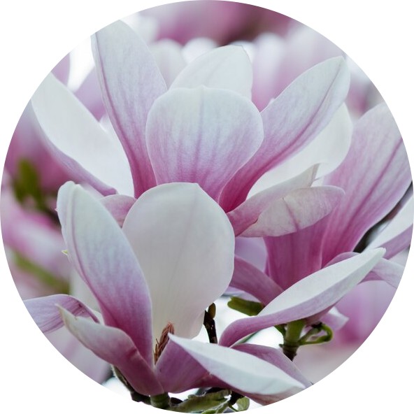 Parfum magnolia