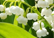 Muguet parfum Muguet
