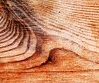 Santal, parfum santal, bois précieux