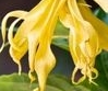 Ylang ylang